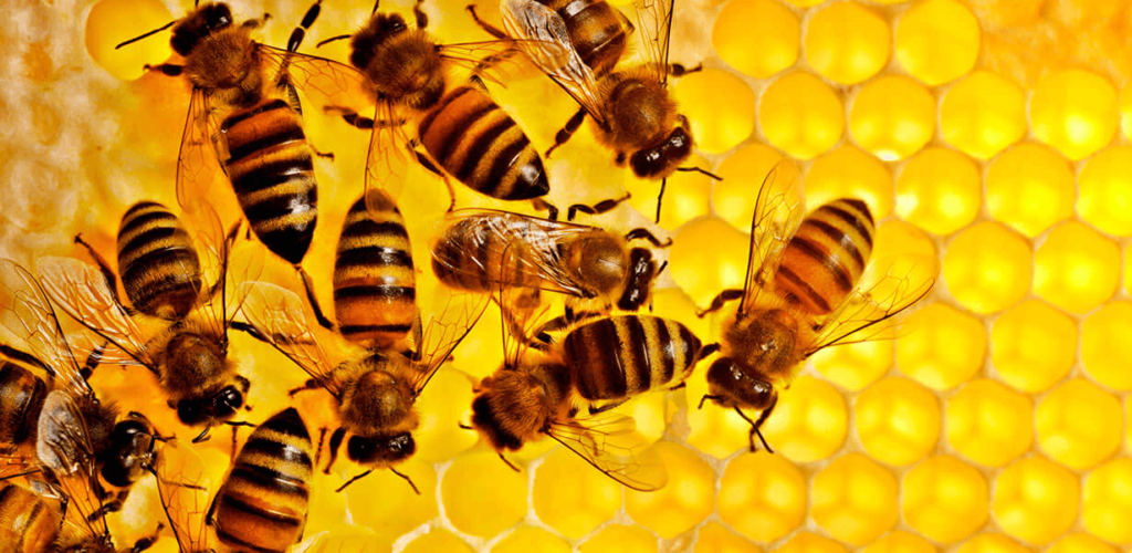 burts bees retraitesdeyoga.com